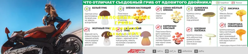 как найти   Менделеевск  Галлюциногенные грибы Psilocybe 